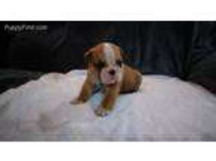 Bulldog Puppy for sale in Twin Lake, MI, USA