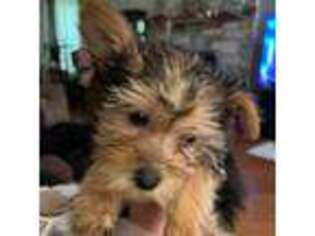 Yorkshire Terrier Puppy for sale in Liberty Hill, TX, USA
