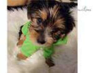 Yorkshire Terrier Puppy for sale in Lynchburg, VA, USA