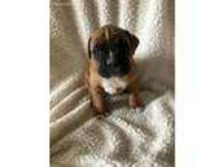 Boxer Puppy for sale in Williamsburg, IN, USA