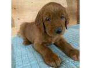 Mutt Puppy for sale in New Haven, VT, USA