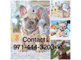 French Bulldog Puppy for sale in Wilsonville, OR, USA
