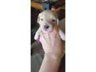 Dachshund Puppy for sale in Holland, MI, USA