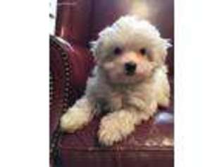 Maltese Puppy for sale in Jacksonville, IL, USA