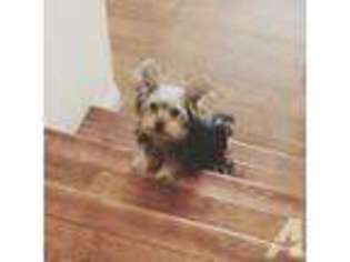 Yorkshire Terrier Puppy for sale in CARSON, CA, USA