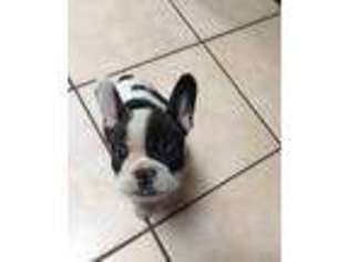 French Bulldog Puppy for sale in East Bridgewater, MA, USA