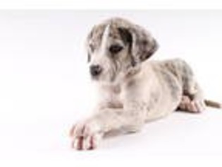 Great Dane Puppy for sale in Artesia, NM, USA