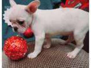 French Bulldog Puppy for sale in Cottage Grove, MN, USA