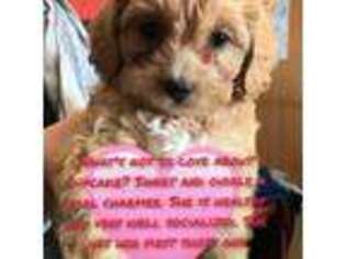 Cavapoo Puppy for sale in Jonestown, PA, USA