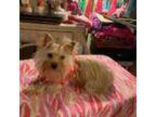 Yorkshire Terrier Puppy for sale in Tulsa, OK, USA