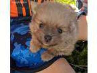 Pomeranian Puppy for sale in Arcola, IL, USA