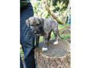 Irish Wolfhound Puppy for sale in Glide, OR, USA