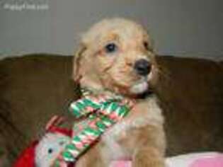 Goldendoodle Puppy for sale in Knoxville, GA, USA