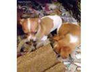 Chihuahua Puppy for sale in Cheyenne, WY, USA