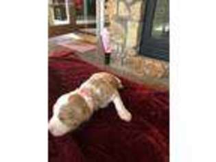 Goldendoodle Puppy for sale in Huntertown, IN, USA