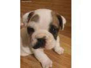Bulldog Puppy for sale in Collinsville, OK, USA