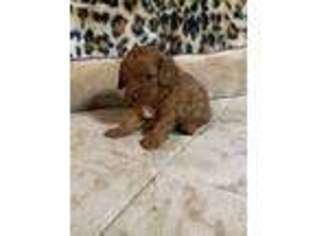 Cavapoo Puppy for sale in Telephone, TX, USA