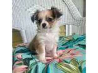 Chihuahua Puppy for sale in Seneca, SC, USA