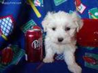 Maltese Puppy for sale in Archer City, TX, USA
