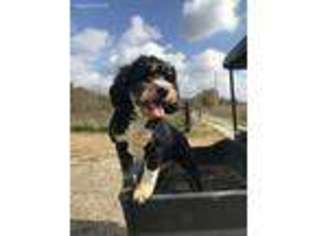 Bernese Mountain Dog Puppy for sale in Freedom, IN, USA