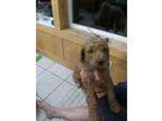 Goldendoodle Puppy for sale in Lake City, MI, USA