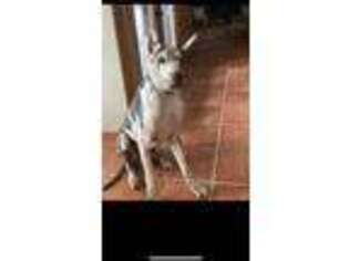 Great Dane Puppy for sale in Huachuca City, AZ, USA