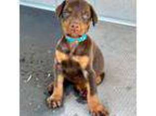 Doberman Pinscher Puppy for sale in Valley Center, CA, USA