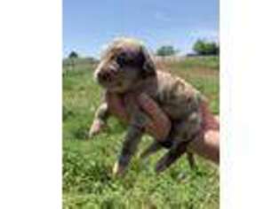 Labradoodle Puppy for sale in Rush Springs, OK, USA