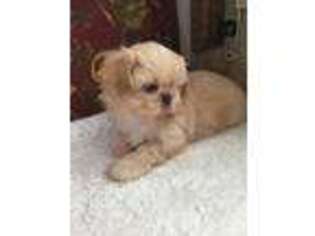 Mutt Puppy for sale in Morriston, FL, USA