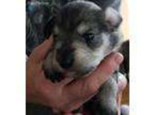 Mutt Puppy for sale in Raymond, WA, USA