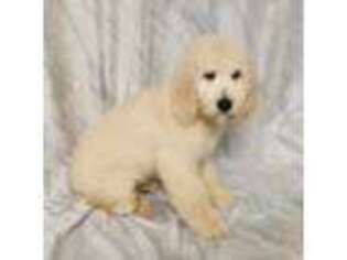 Goldendoodle Puppy for sale in Middlesex, NJ, USA
