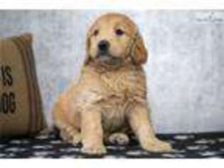 Goldendoodle Puppy for sale in Iowa City, IA, USA