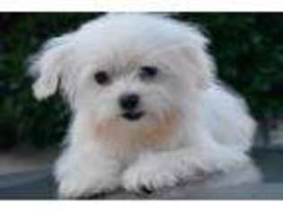 Maltese Puppy for sale in Bellingham, WA, USA