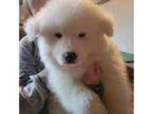 Samoyed Puppy for sale in Tallmadge, OH, USA