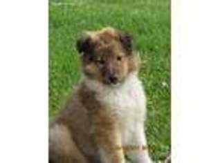 Collie Puppy for sale in Rosholt, WI, USA