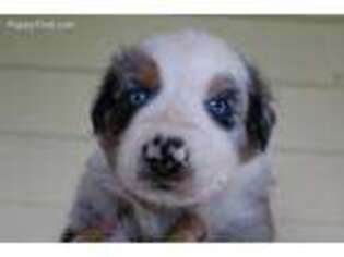 Australian Shepherd Puppy for sale in Bowler, WI, USA