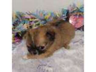 Chihuahua Puppy for sale in Mount Olive, NC, USA