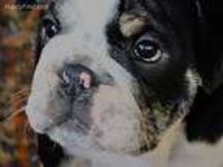 Bulldog Puppy for sale in Garrettsville, OH, USA