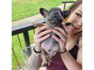 French Bulldog Puppy for sale in Abingdon, MD, USA