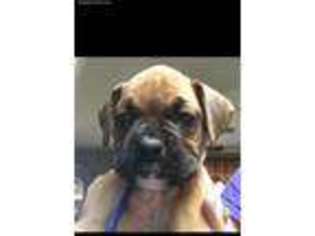 Boxer Puppy for sale in Beach Lake, PA, USA