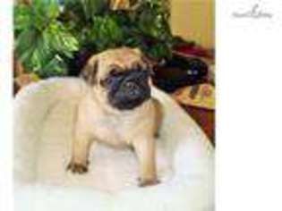 Pug Puppy for sale in Anderson, IN, USA
