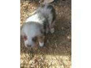 Australian Shepherd Puppy for sale in Alba, TX, USA