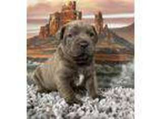 Cane Corso Puppy for sale in Peyton, CO, USA