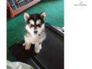 Alaskan Malamute Puppy for sale in Rochester, NY, USA