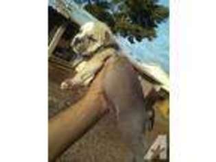 American Pit Bull Terrier Puppy for sale in PHOENIX, AZ, USA