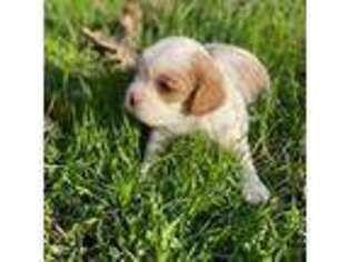 Beagle Puppy for sale in Saint Hedwig, TX, USA