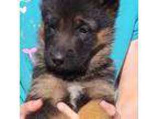 German Shepherd Dog Puppy for sale in Middlesex, NY, USA