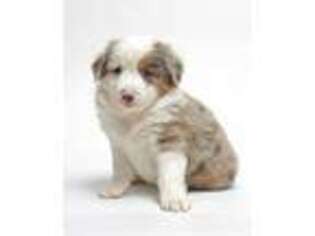 Miniature Australian Shepherd Puppy for sale in Delaware, OH, USA