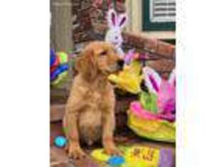 Golden Retriever Puppy for sale in Exeter, CA, USA