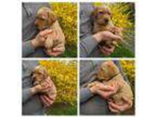 Labrador Retriever Puppy for sale in Bird In Hand, PA, USA